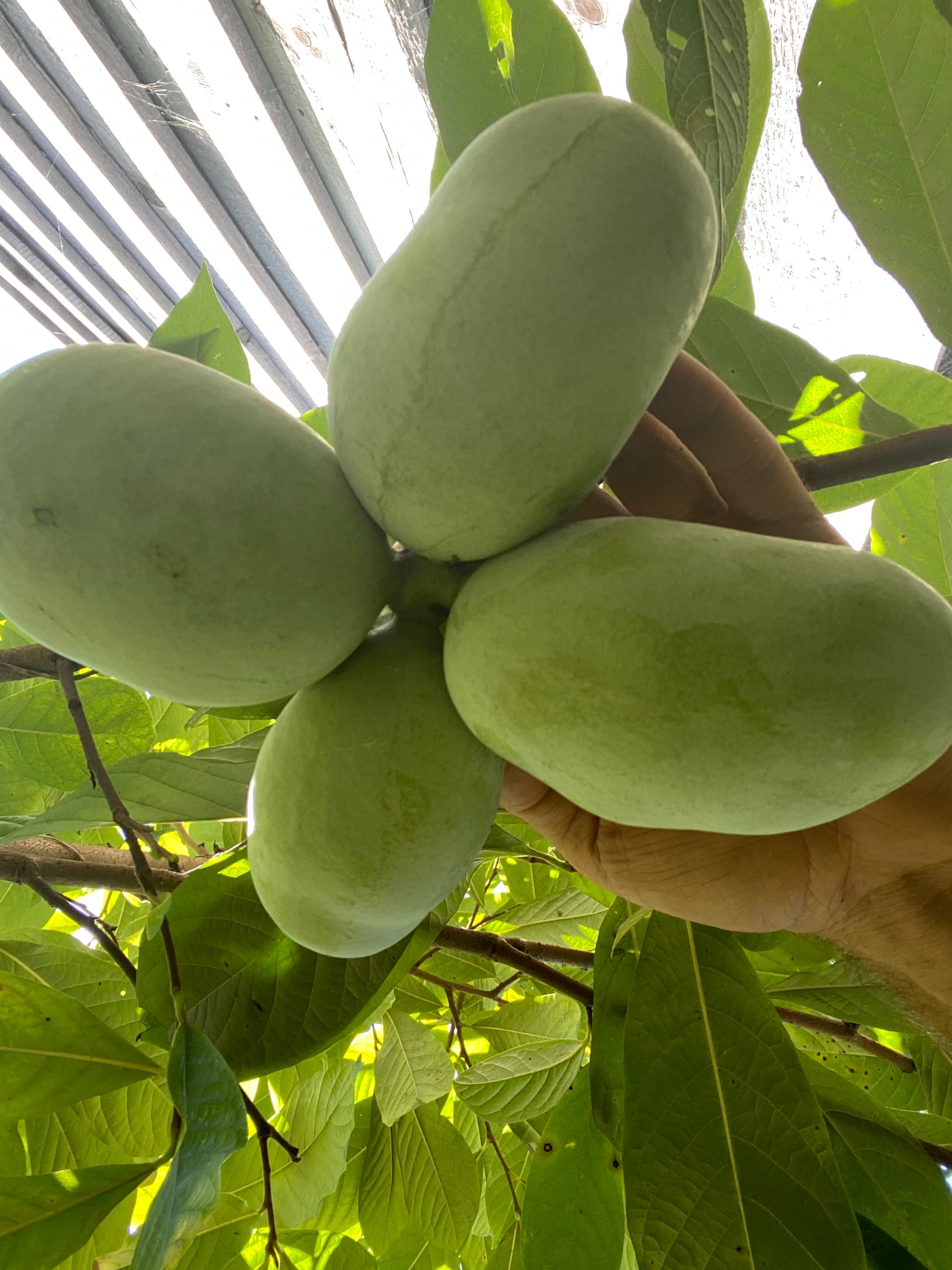 Balarama-White photo 1