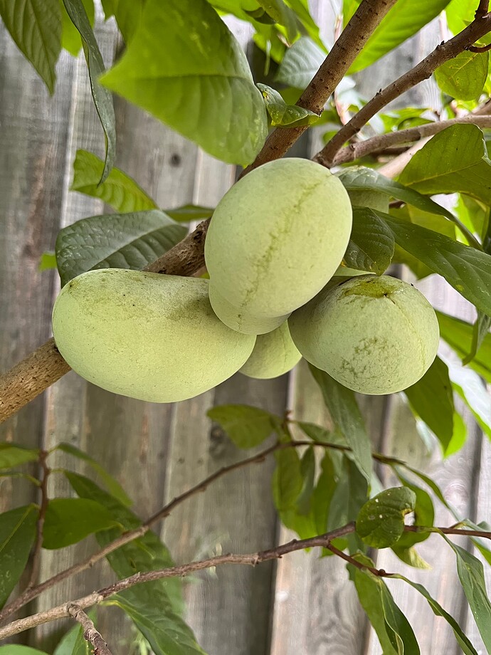 Balarama-White photo 2