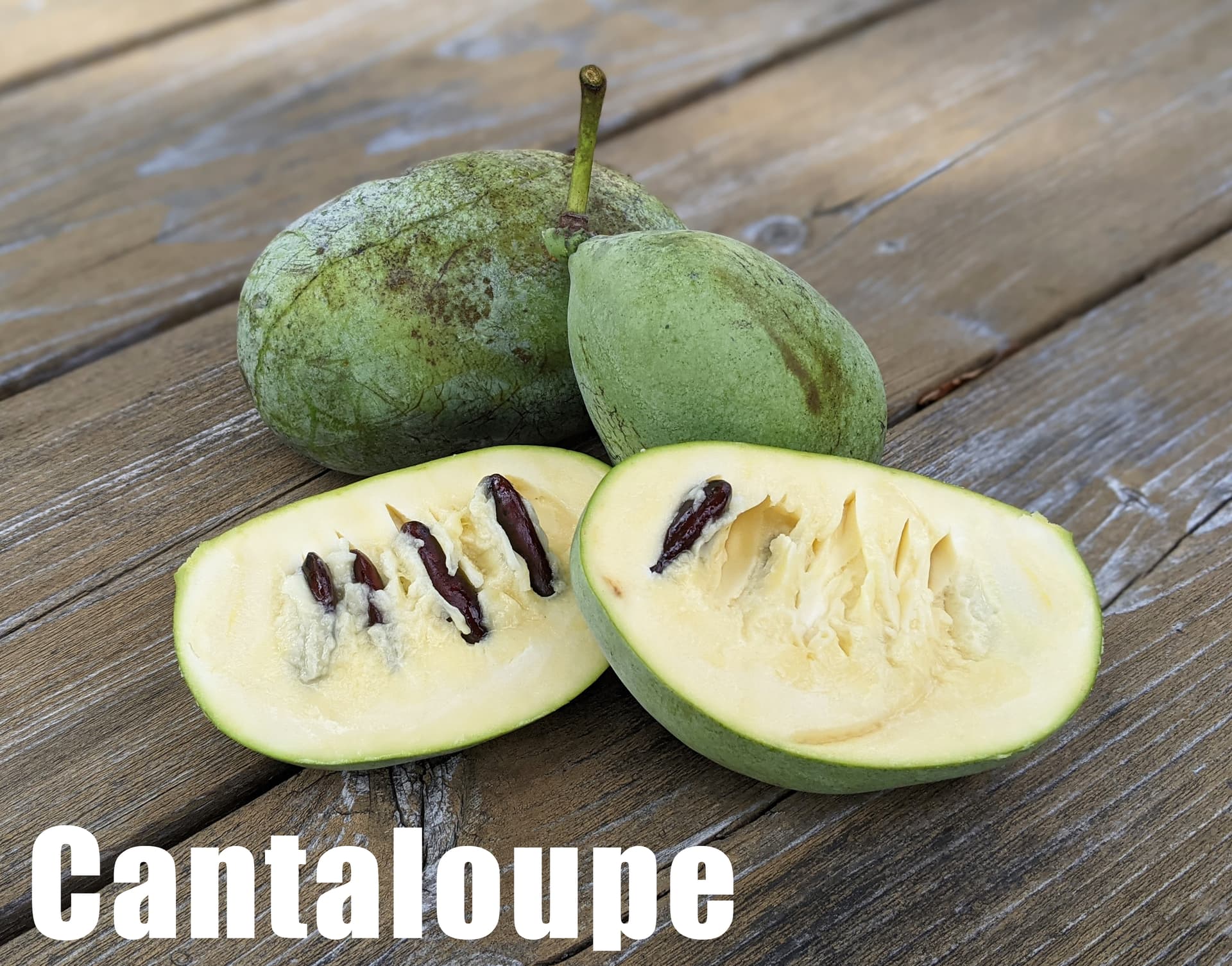 Cantaloupe photo 3