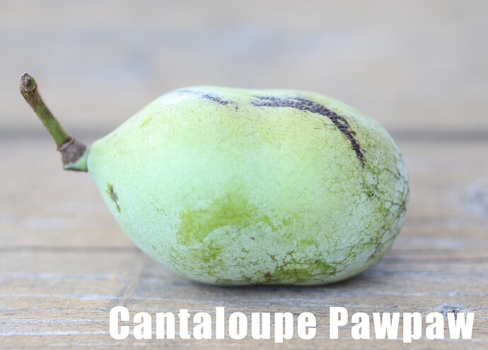 Cantaloupe photo 1