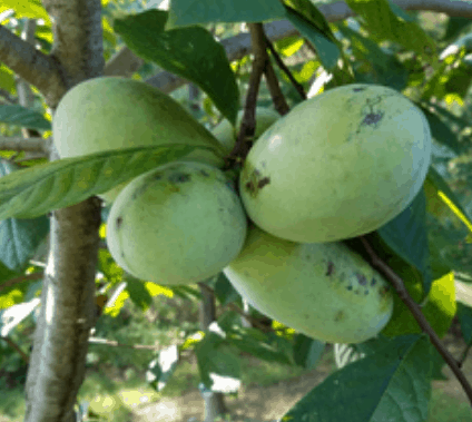 Greenriver-Belle photo 1