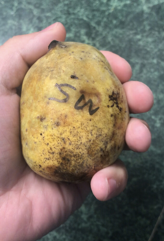 Halvins-Sidewinder photo 3