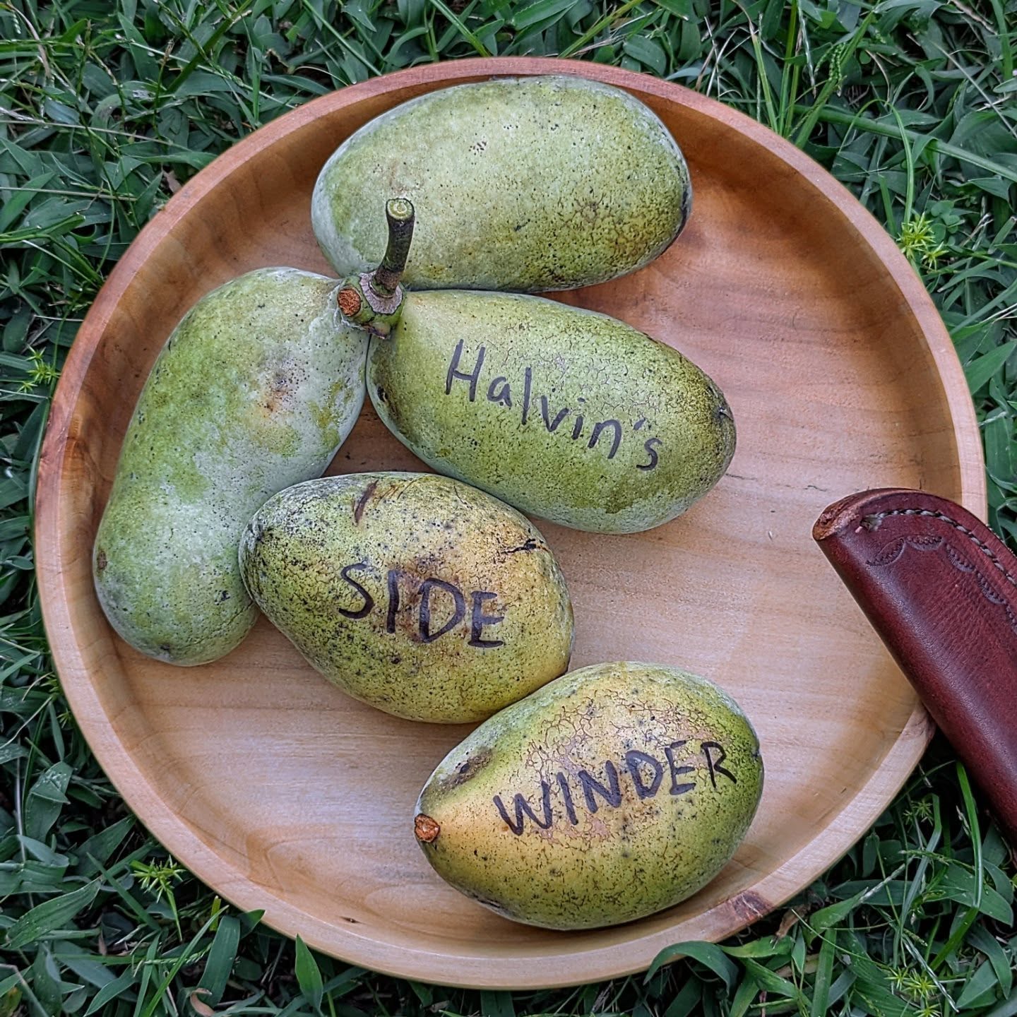 Halvins-Sidewinder photo 5