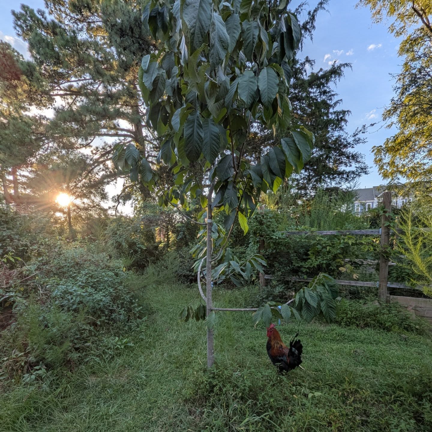 Halvins-Sidewinder photo 8