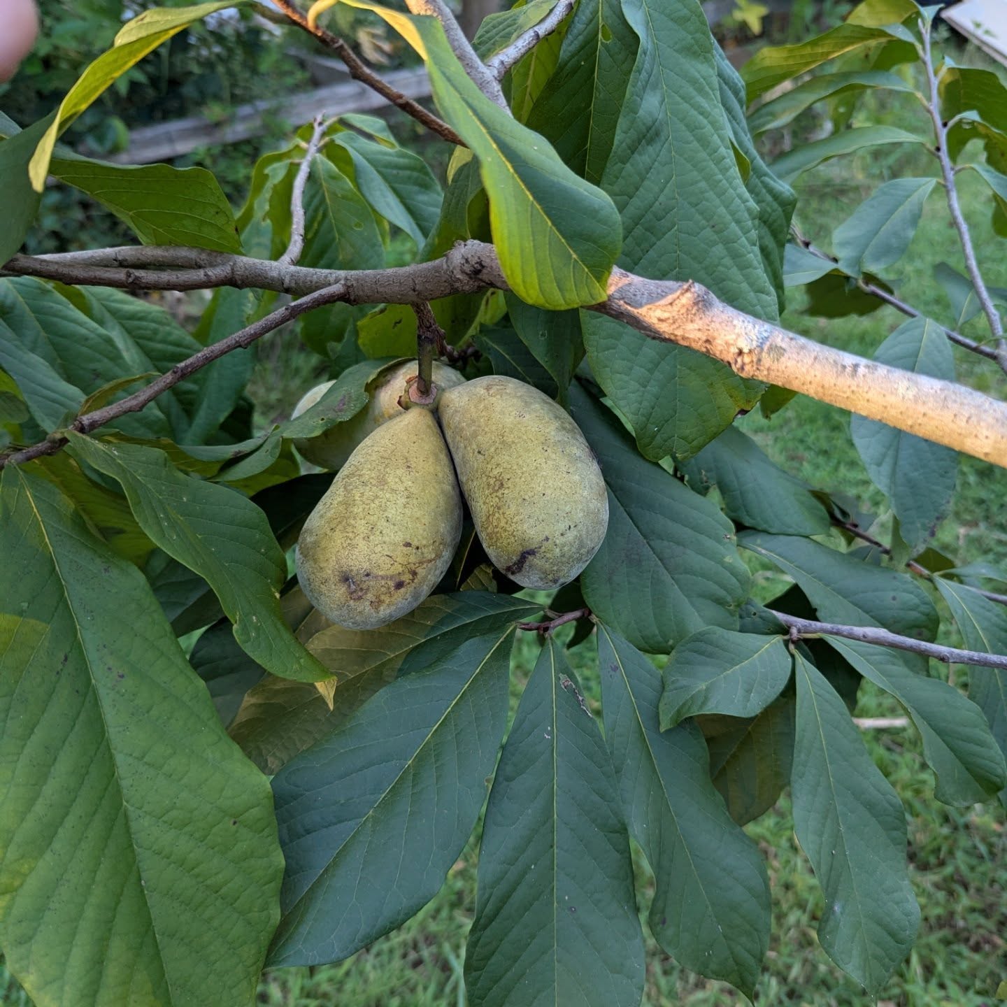 Halvins-Sidewinder photo 9