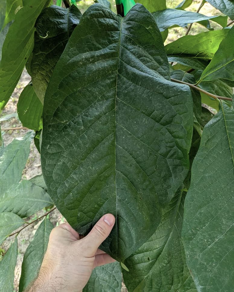 Jerrys-Big-Girl-250-39 photo 1