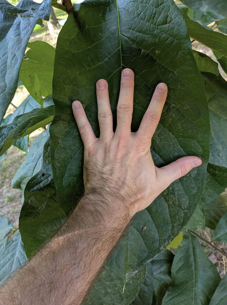 Jerrys-Big-Girl-250-39 photo 2