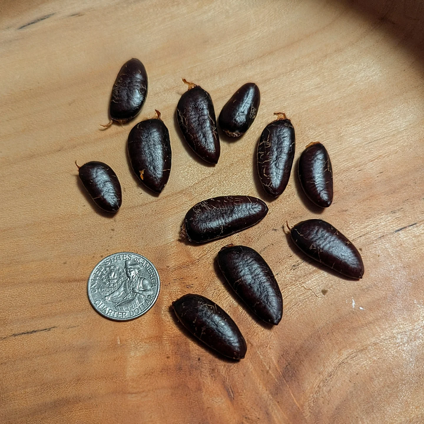 Jerrys-Big-Girl-250-39 photo 8