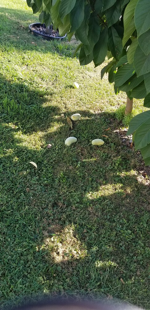 Kentucky-Champion photo 1