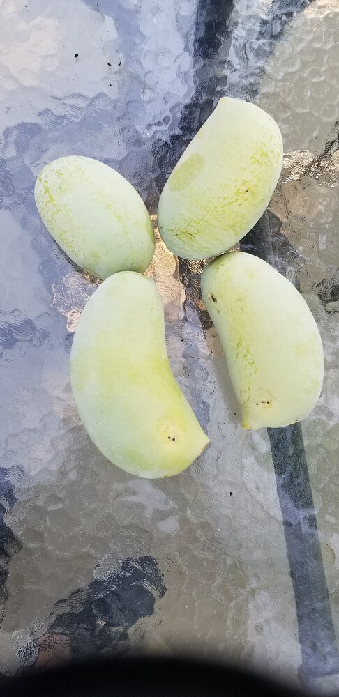 Kentucky-Champion photo 3