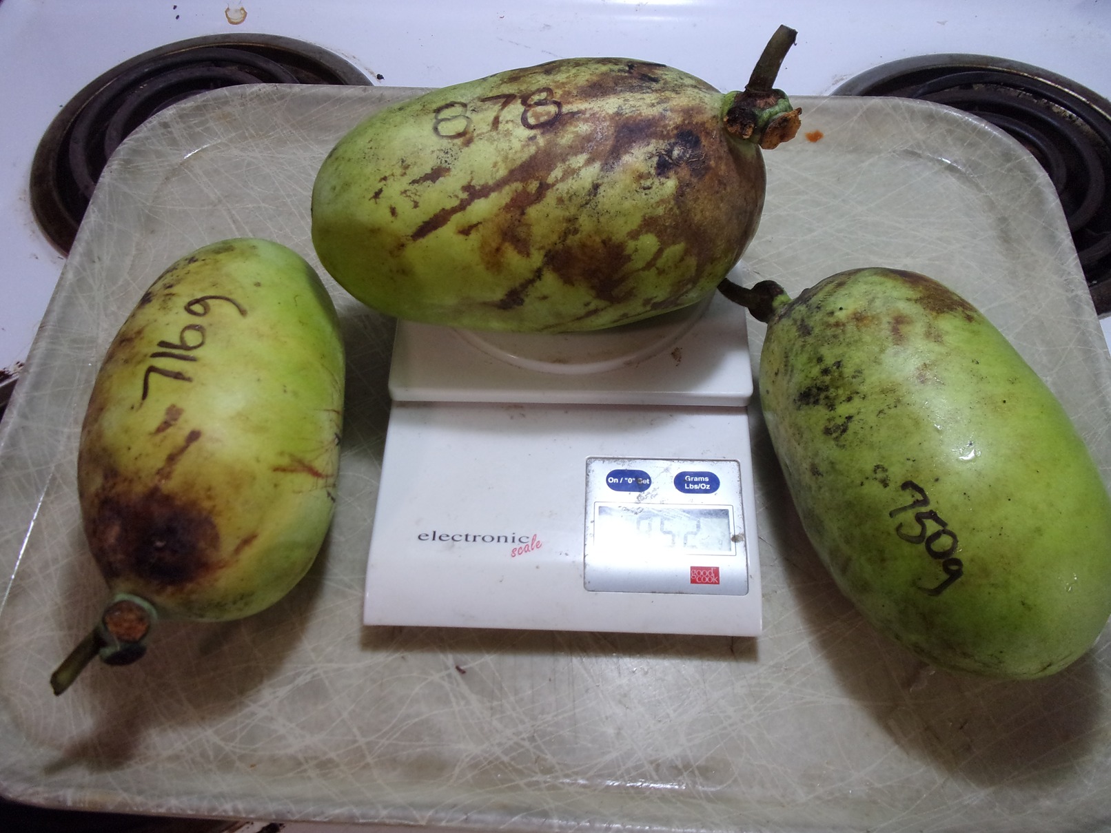 Kentucky-Legend-Titan photo 1