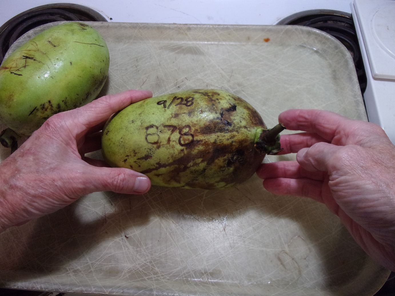 Kentucky-Legend-Titan photo 2