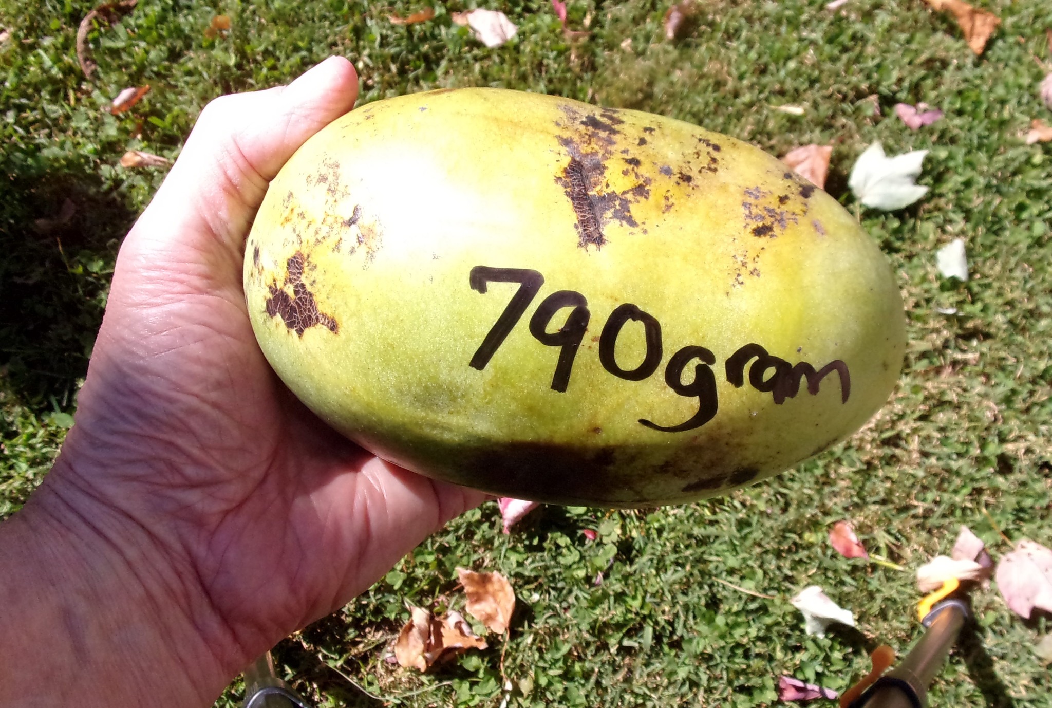 Kentucky-Legend-Titan photo 12