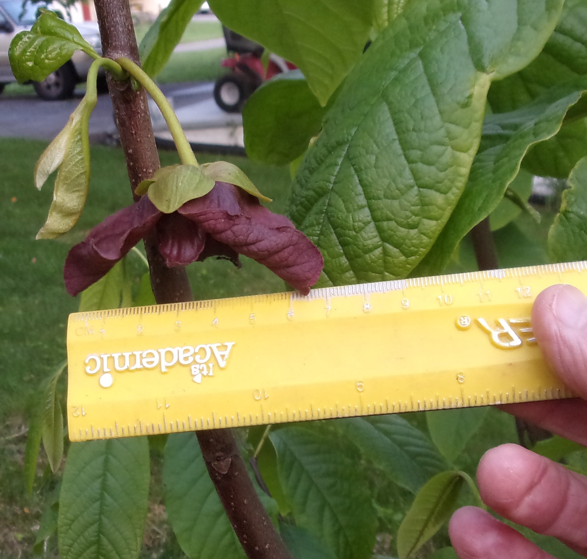 Kentucky-Legend-Titan photo 15