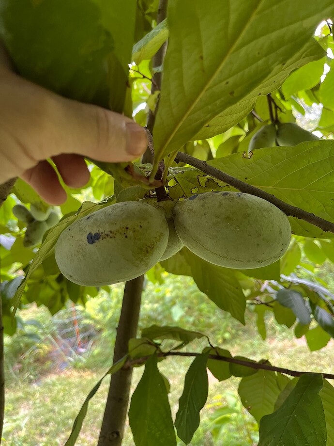 Ksu-Chappell photo 2