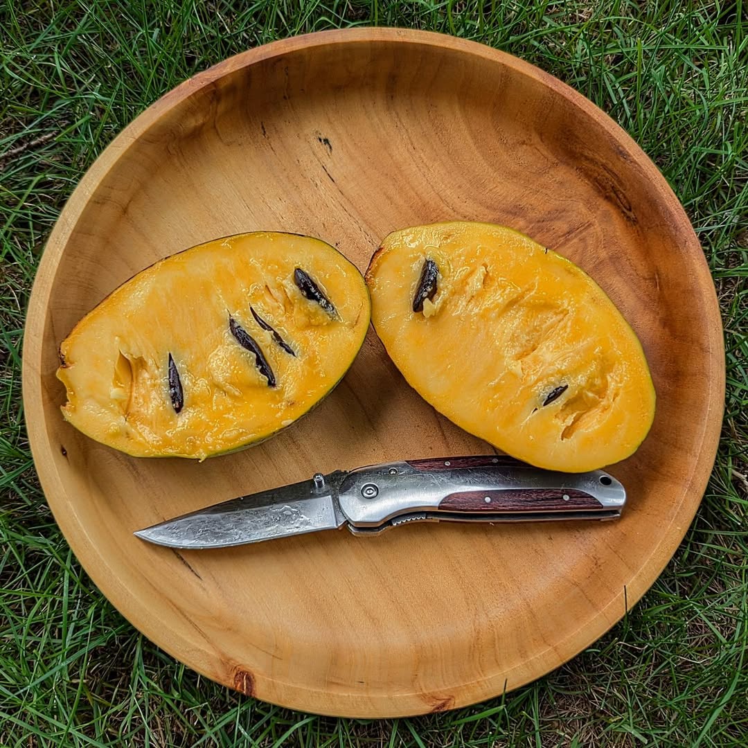 Ksu-Chappell photo 11