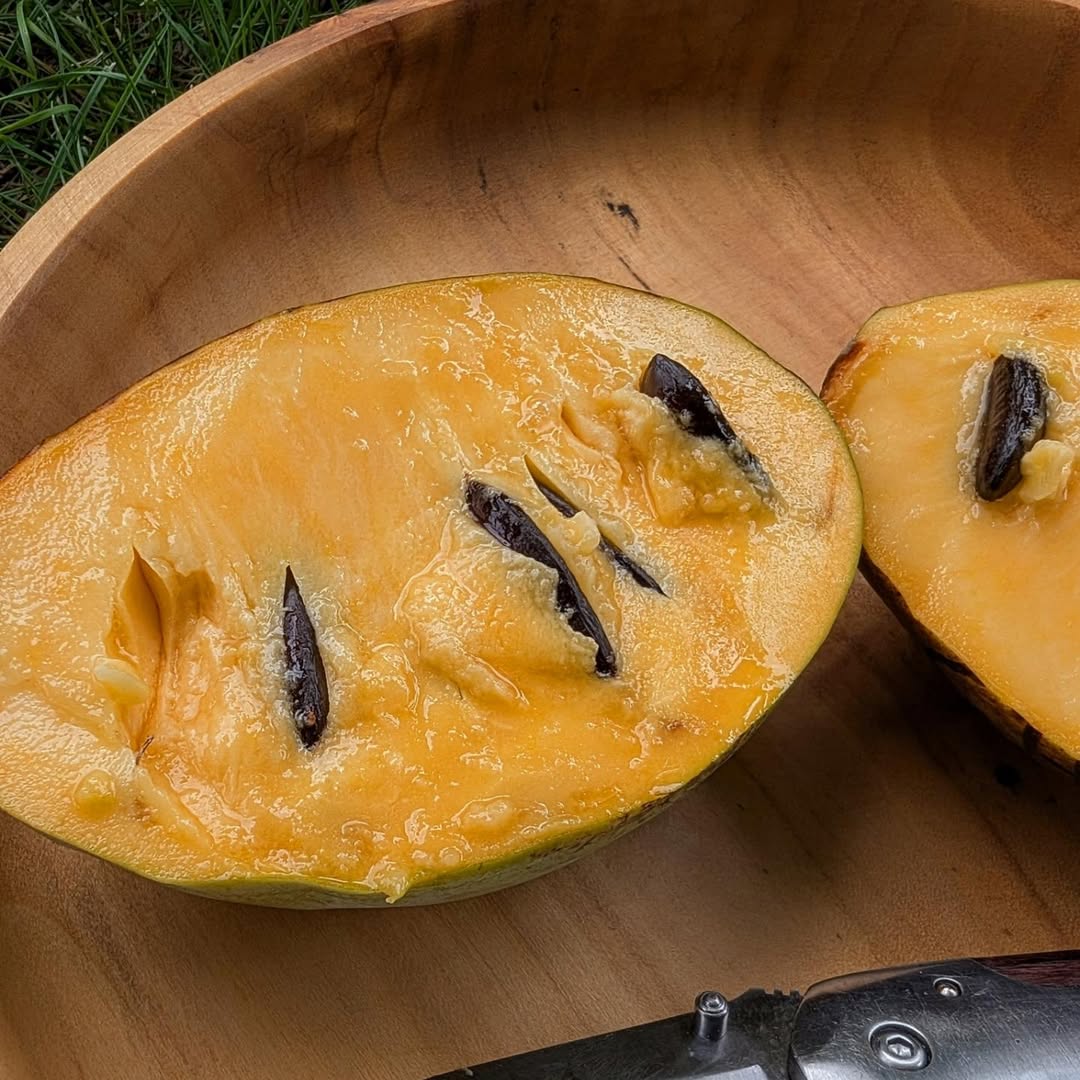 Ksu-Chappell photo 12