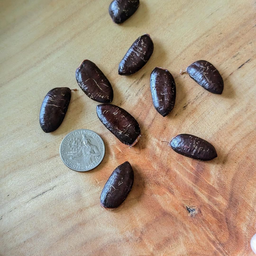 Ksu-Chappell photo 13