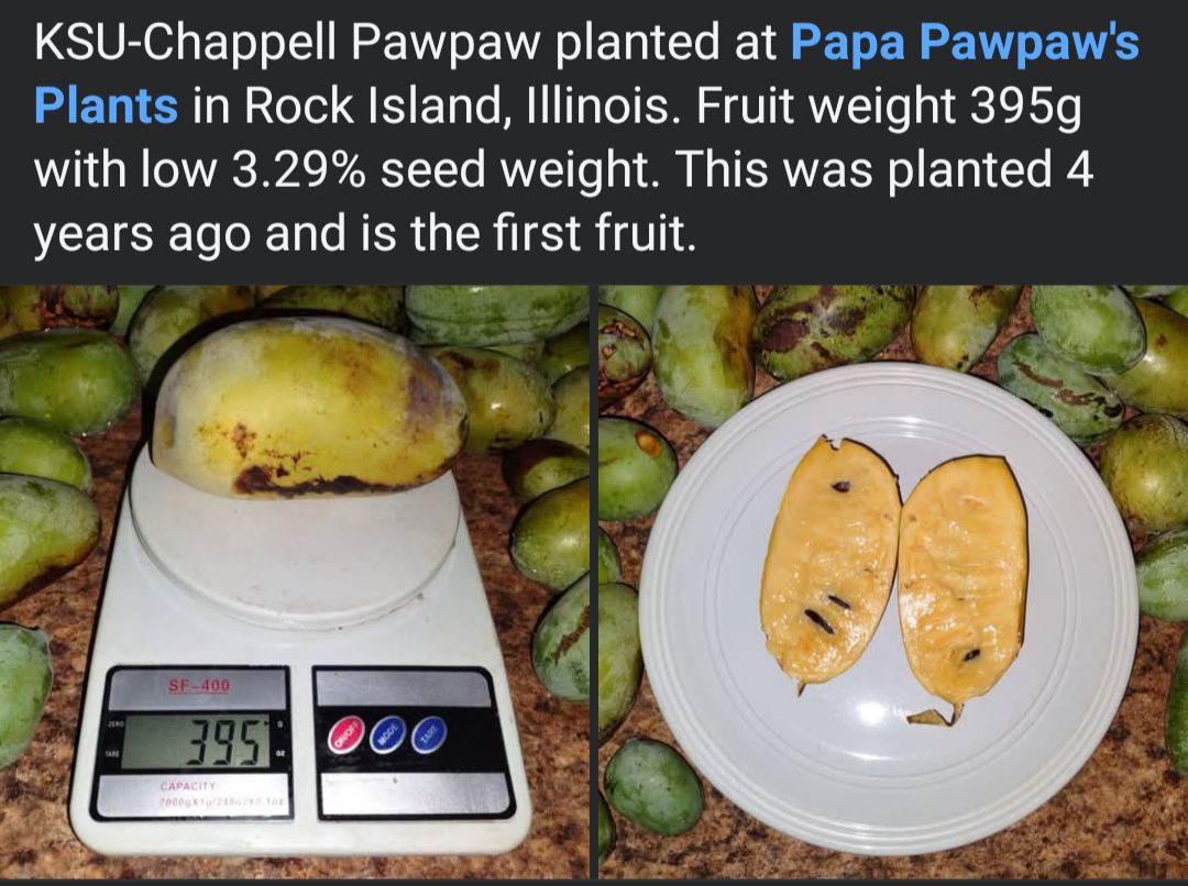 Ksu-Chappell photo 14