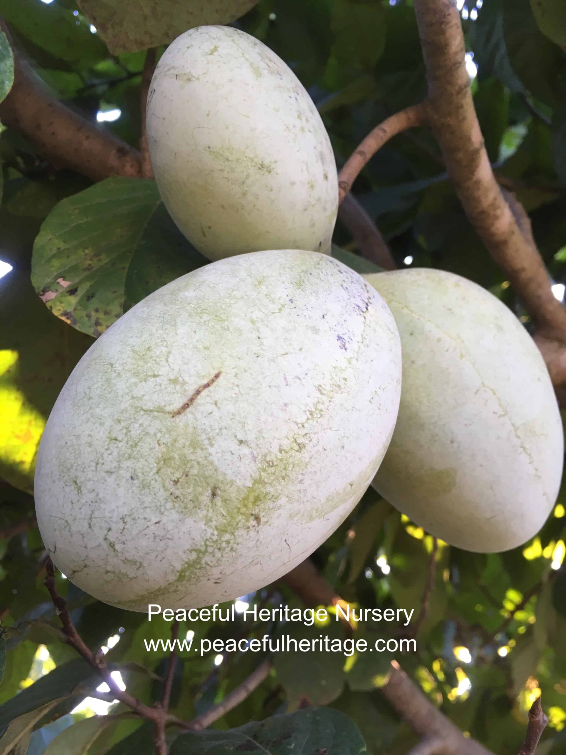 Ksu-Chappell photo 3