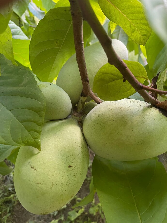 Ksu-Chappell photo 4