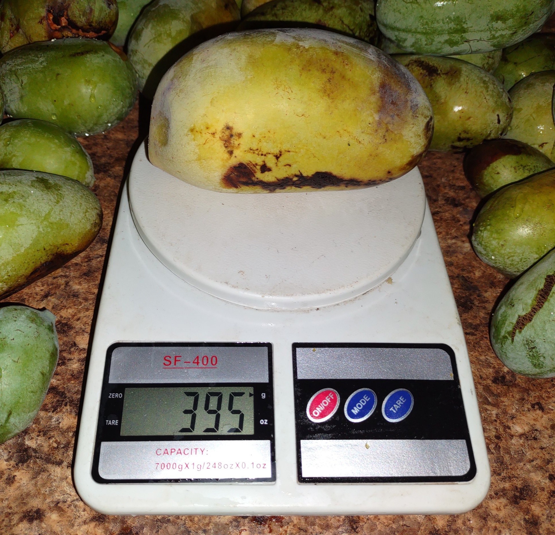 Ksu-Chappell photo 5