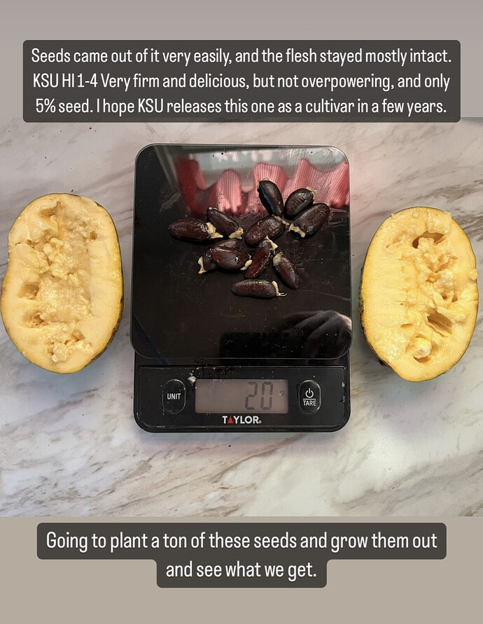 Ksu-Pompers-Choice photo 1