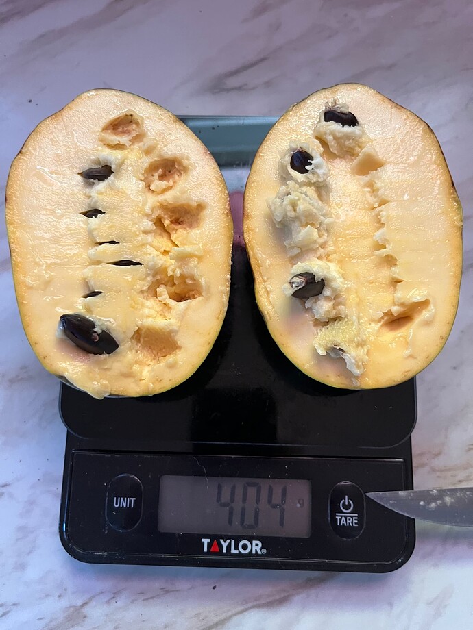 Ksu-Pompers-Choice photo 2