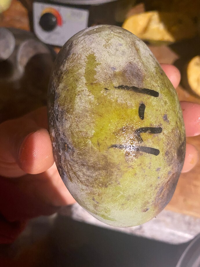 Ksu-Pompers-Choice photo 4