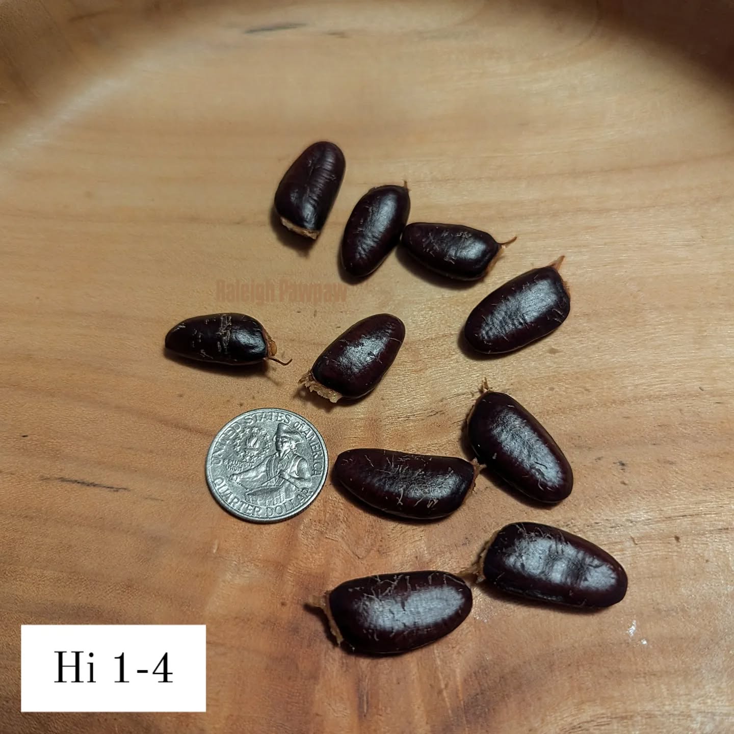 Ksu-Pompers-Choice photo 5