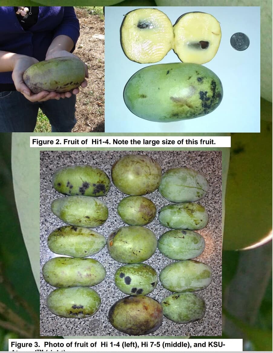 Ksu-Pompers-Choice photo 7