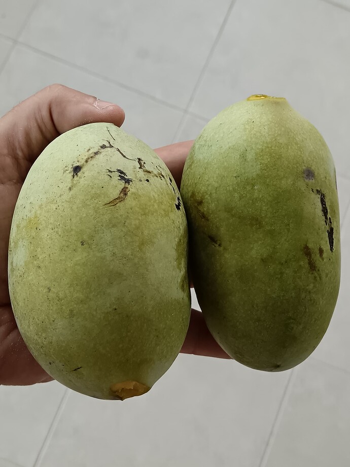 Lehmans-Chiffon photo 1