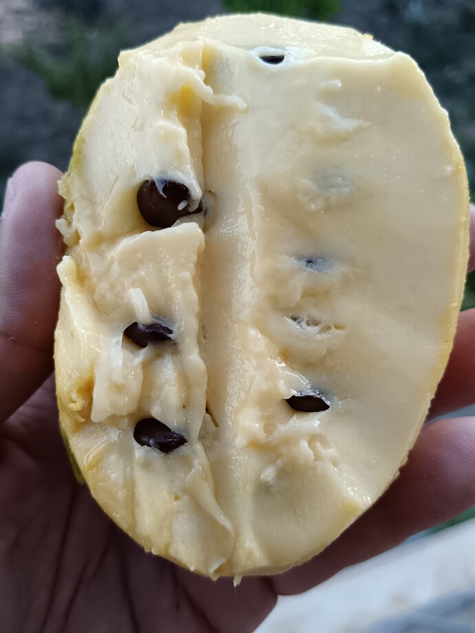 Lehmans-Chiffon photo 2