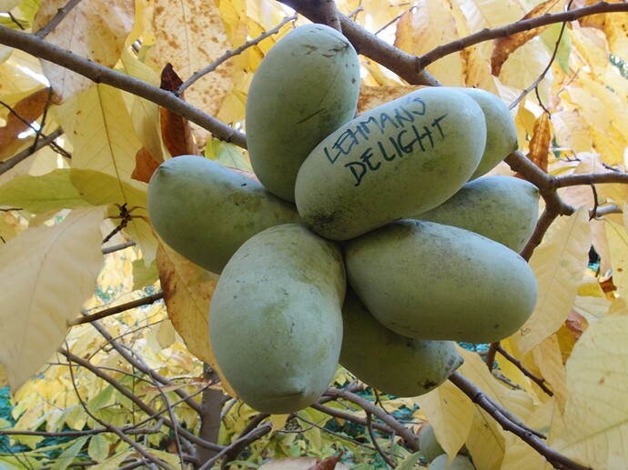 Lehmans-Delight-275-48 photo 1