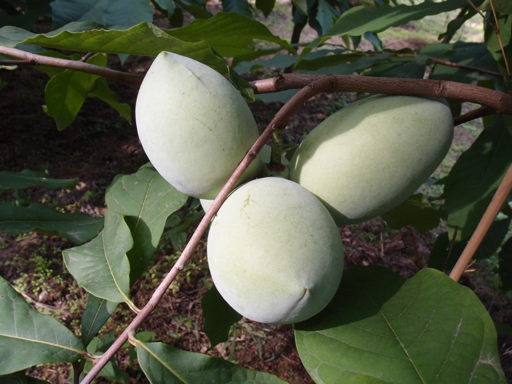 Lehmans-Delight-275-48 photo 2