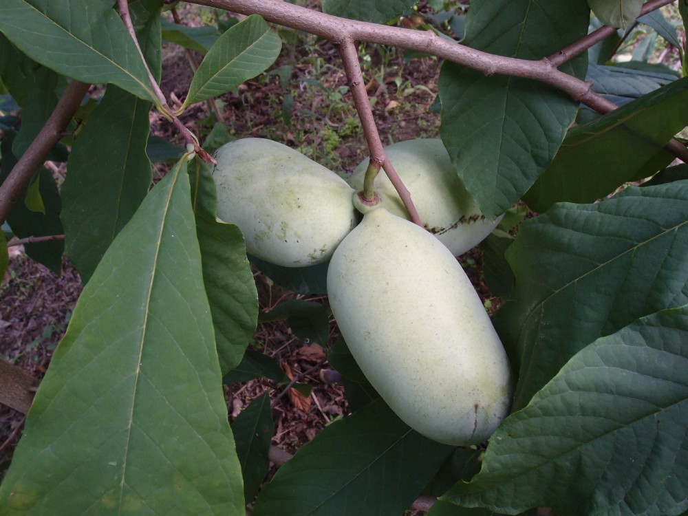 Lehmans-Delight-275-48 photo 3