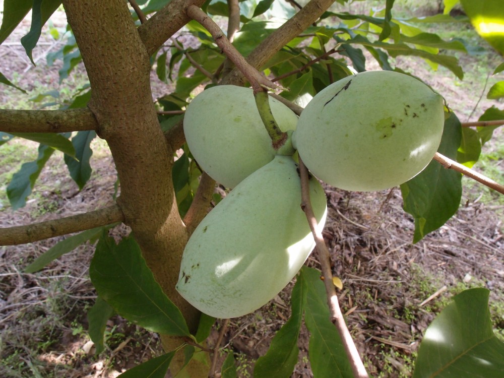 Lehmans-Delight-275-48 photo 4