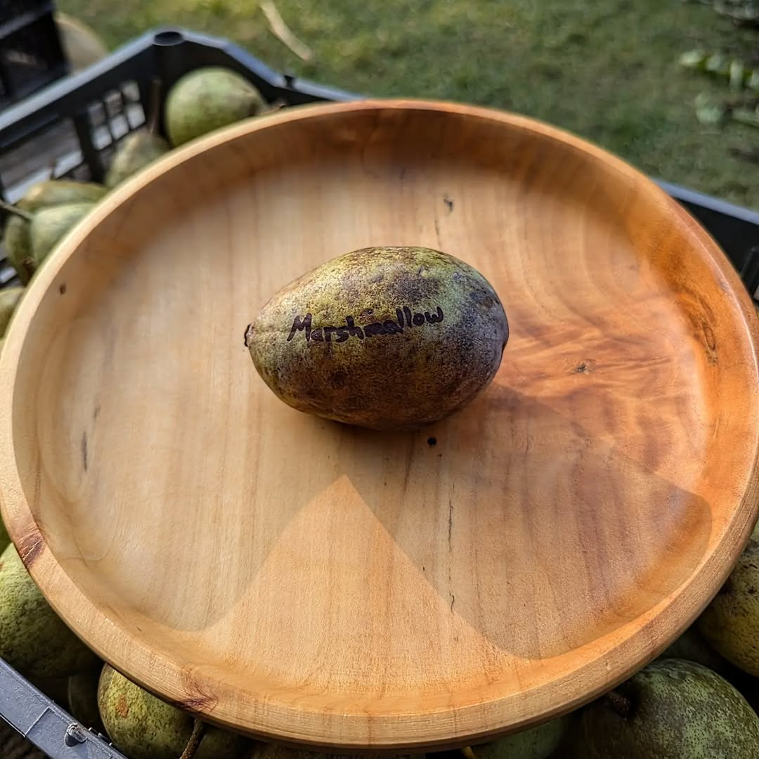 Marshmallow photo 10