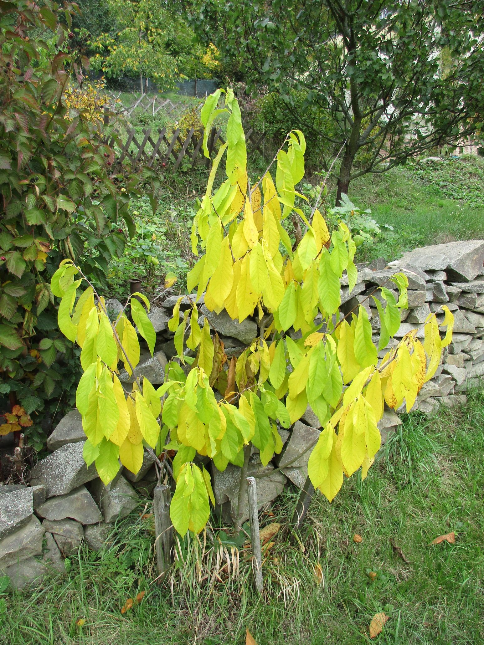 Mary-Foos-Johnson photo 3