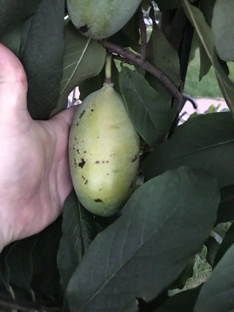 Mary-Foos-Johnson photo 4