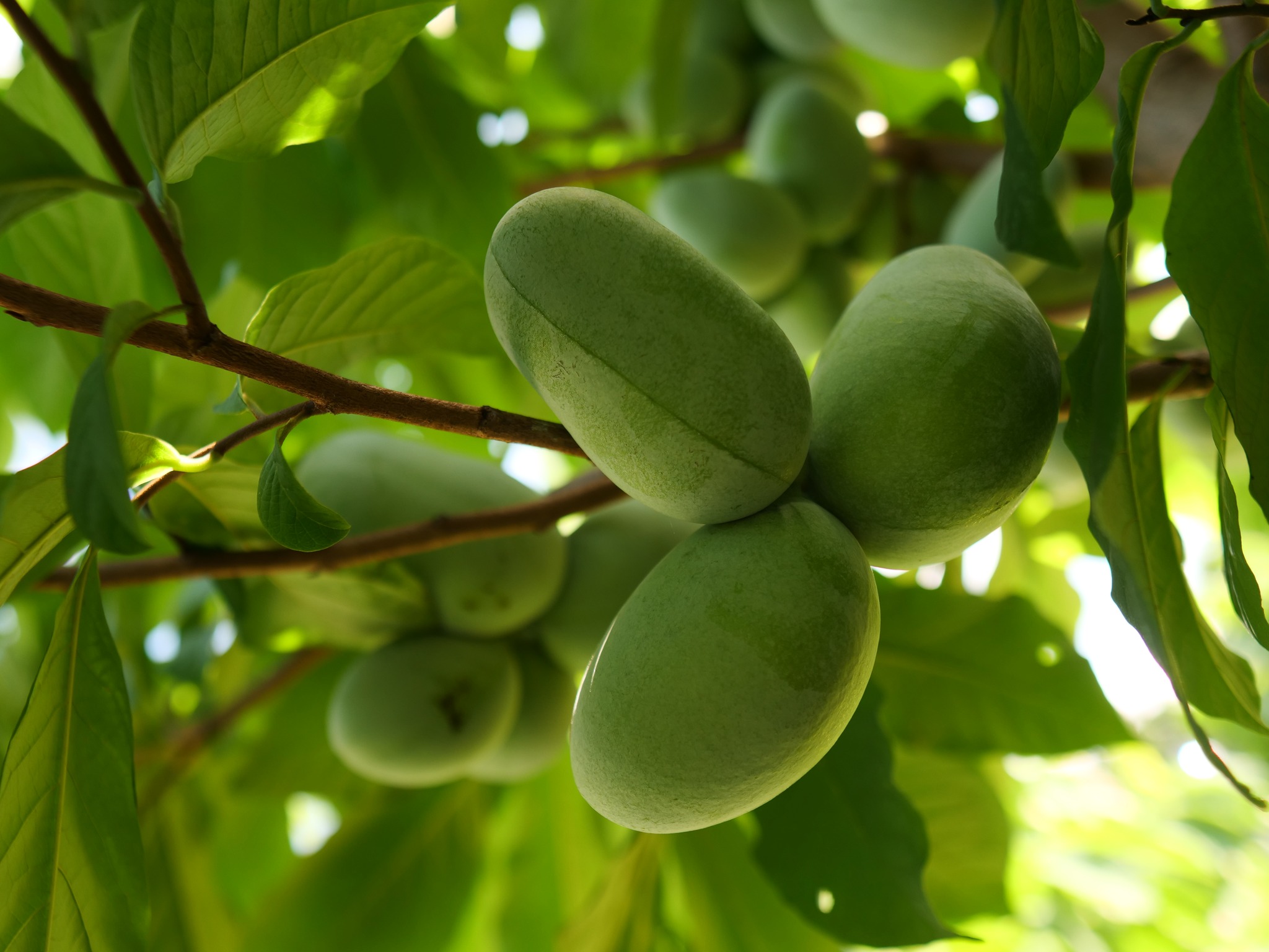 Nyomis-Delicious photo 1