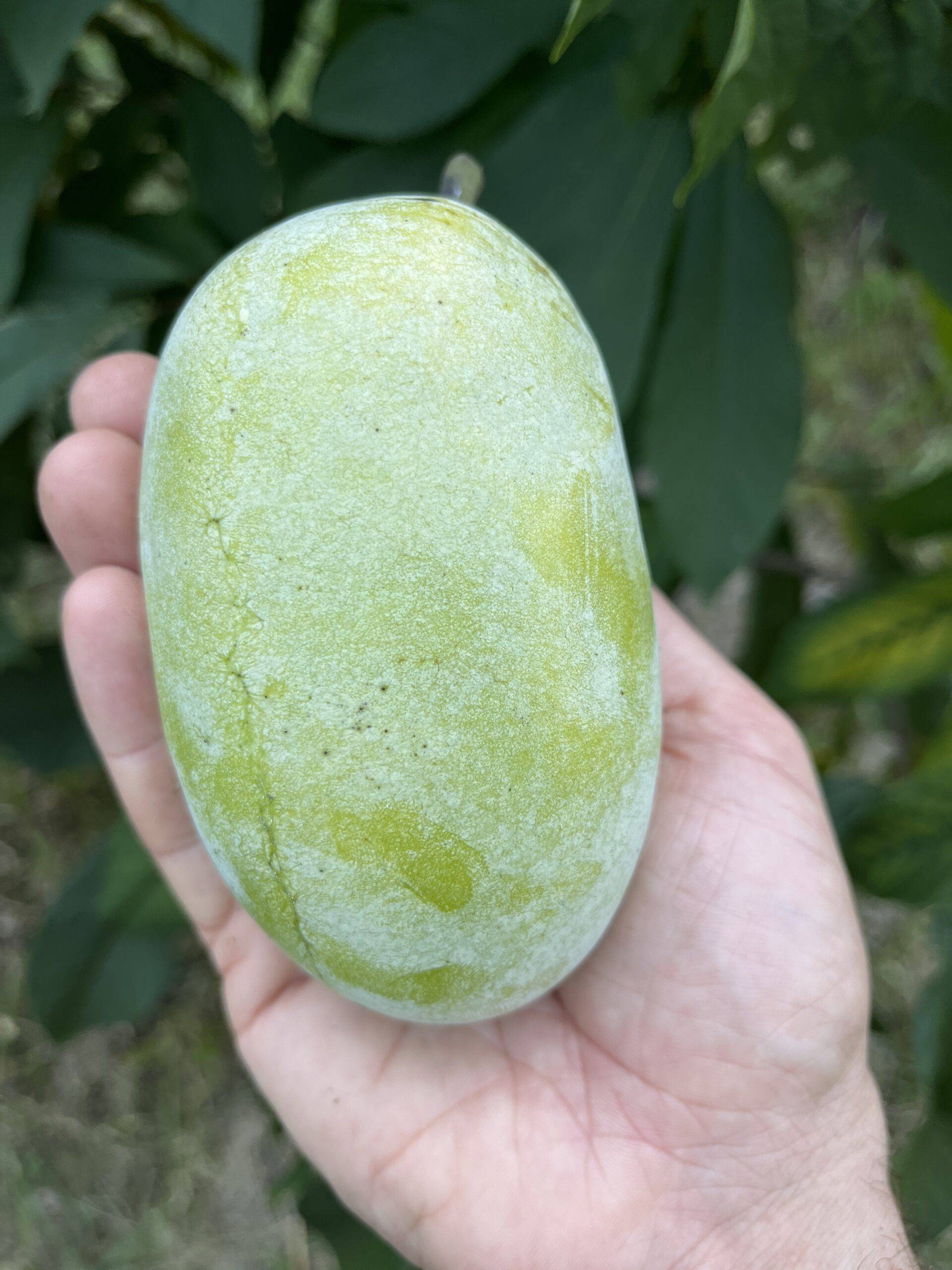 Nyomis-Delicious photo 4