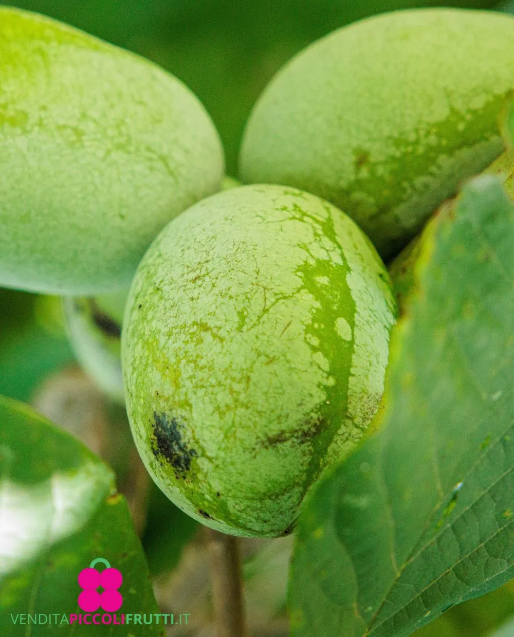 Nyomis-Delicious photo 3