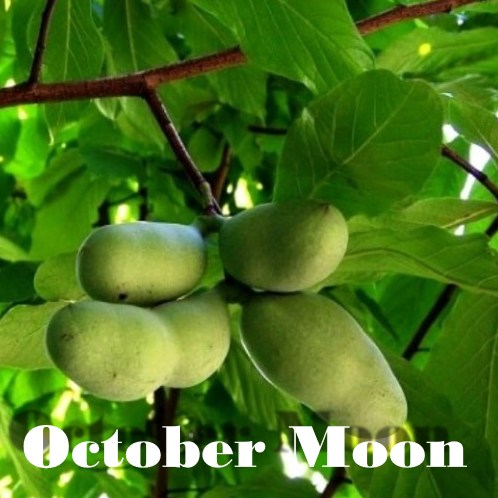 October-Moon photo 1