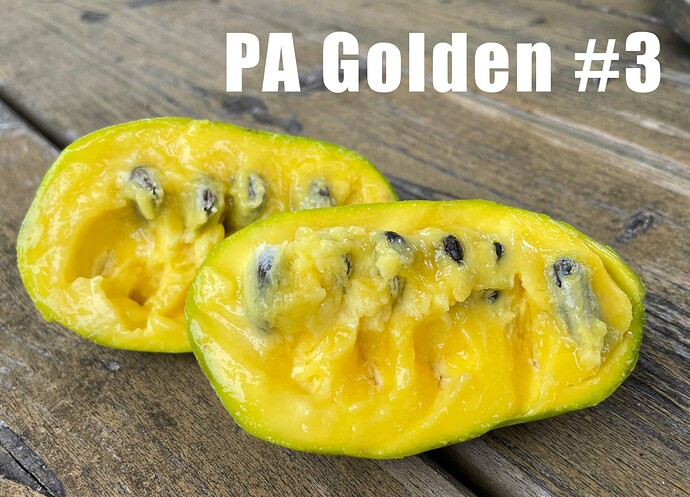Pa-Golden-3 photo 3