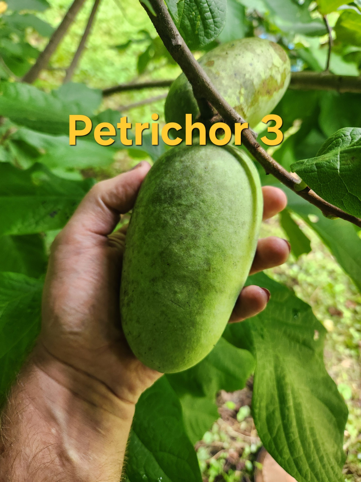 Petrichor-3 photo 4