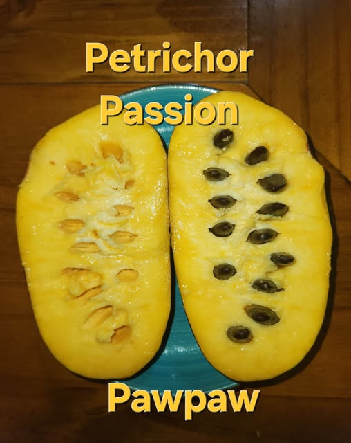 Petrichor-3 photo 10