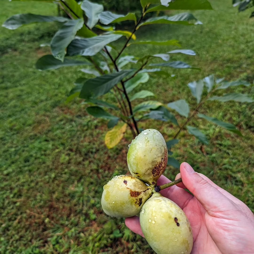 Rappahannock photo 6