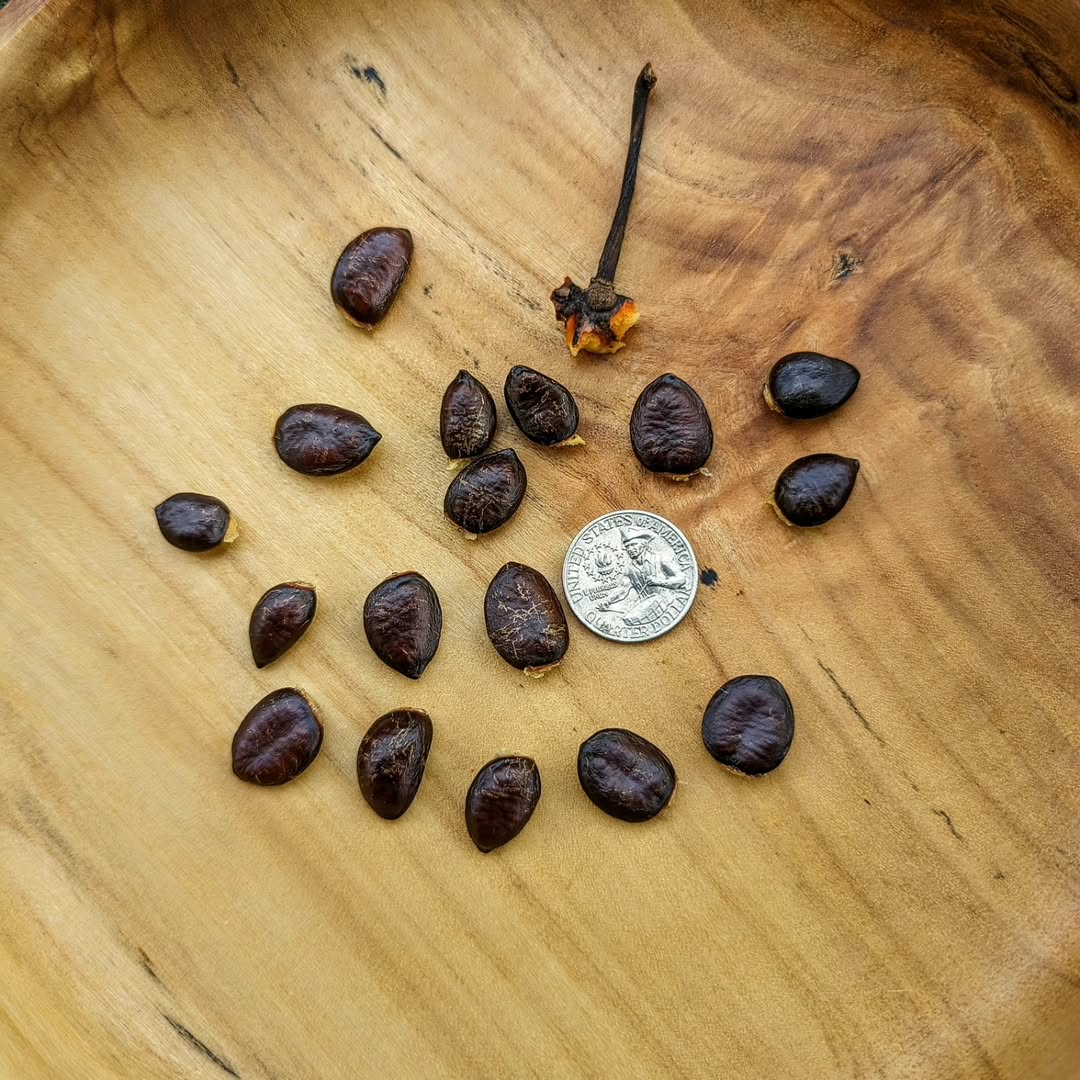 Rappahannock photo 8