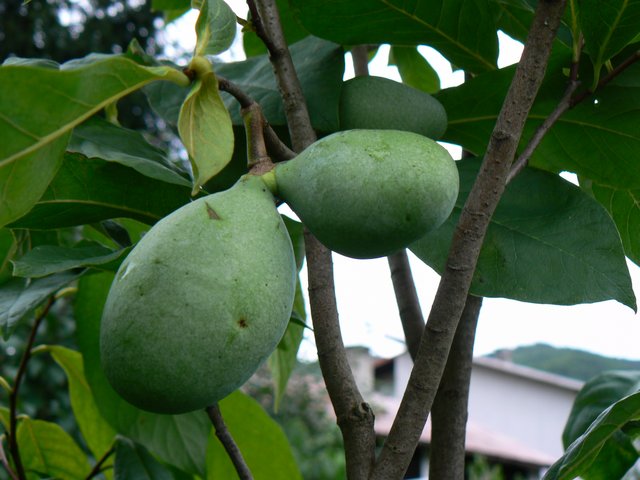 Rappahannock photo 9